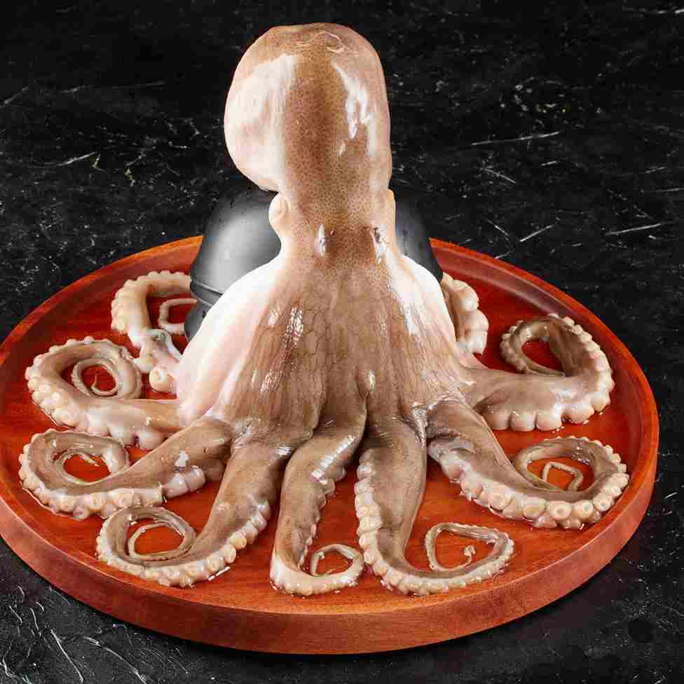 Fresh Octopus, for Human Consumption