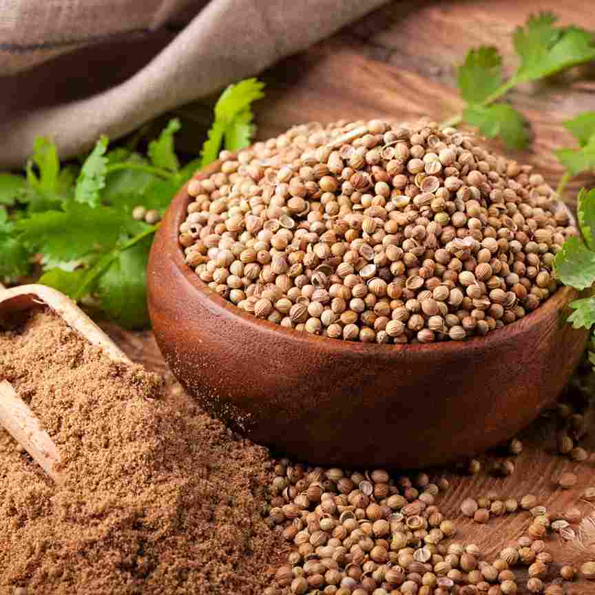 Natural coriander seeds, for Spices