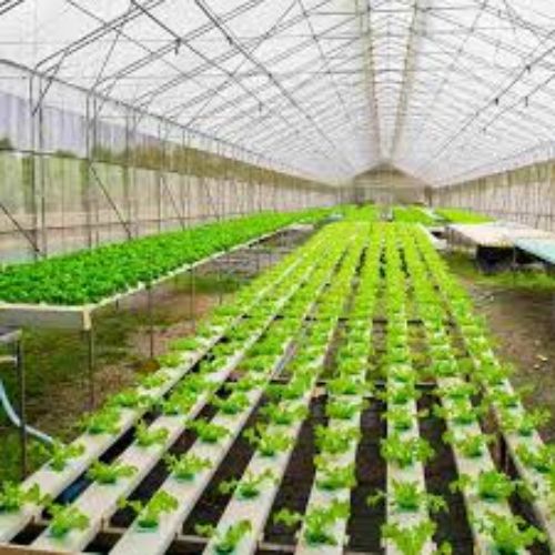 Rectangular Polished Naturally Ventilated Greenhouse, for Agriculture, Certification : ISI Certified