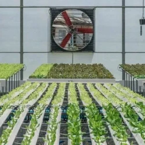 Hydroponic Greenhouse, for Farming, Shape : Dome Shaped